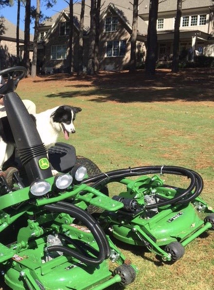Dog on mower